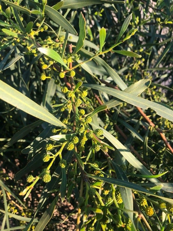 Mimosa dorata