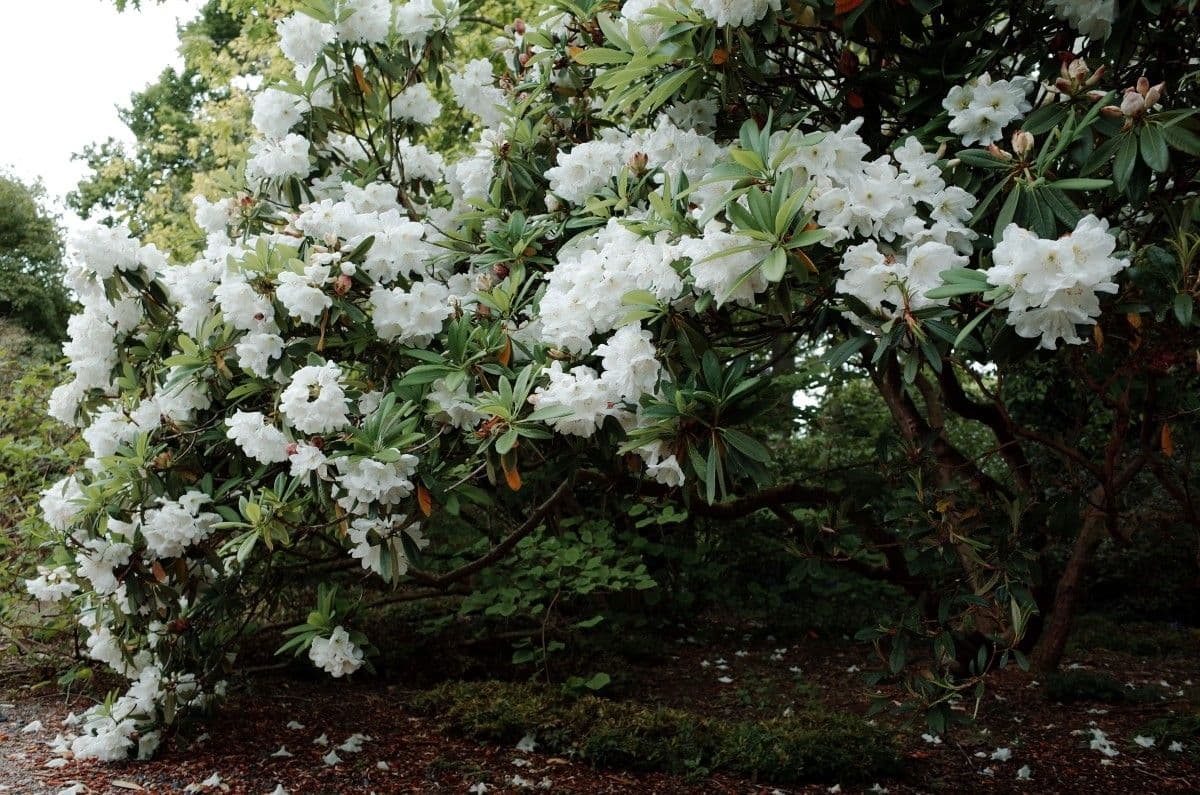 Rhododendron 11