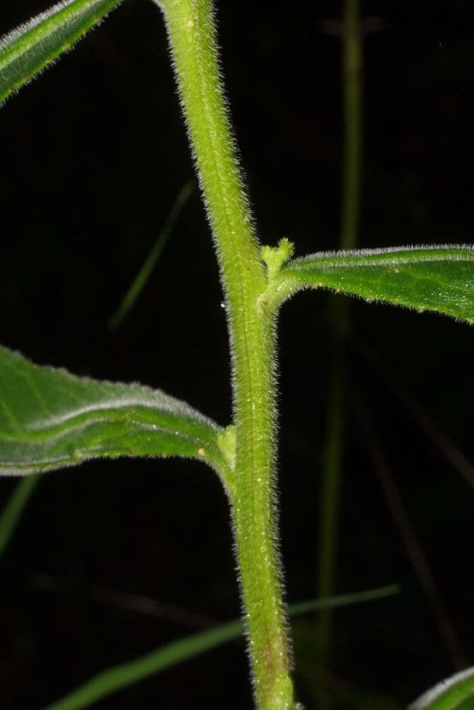 Lobelia puberula 17