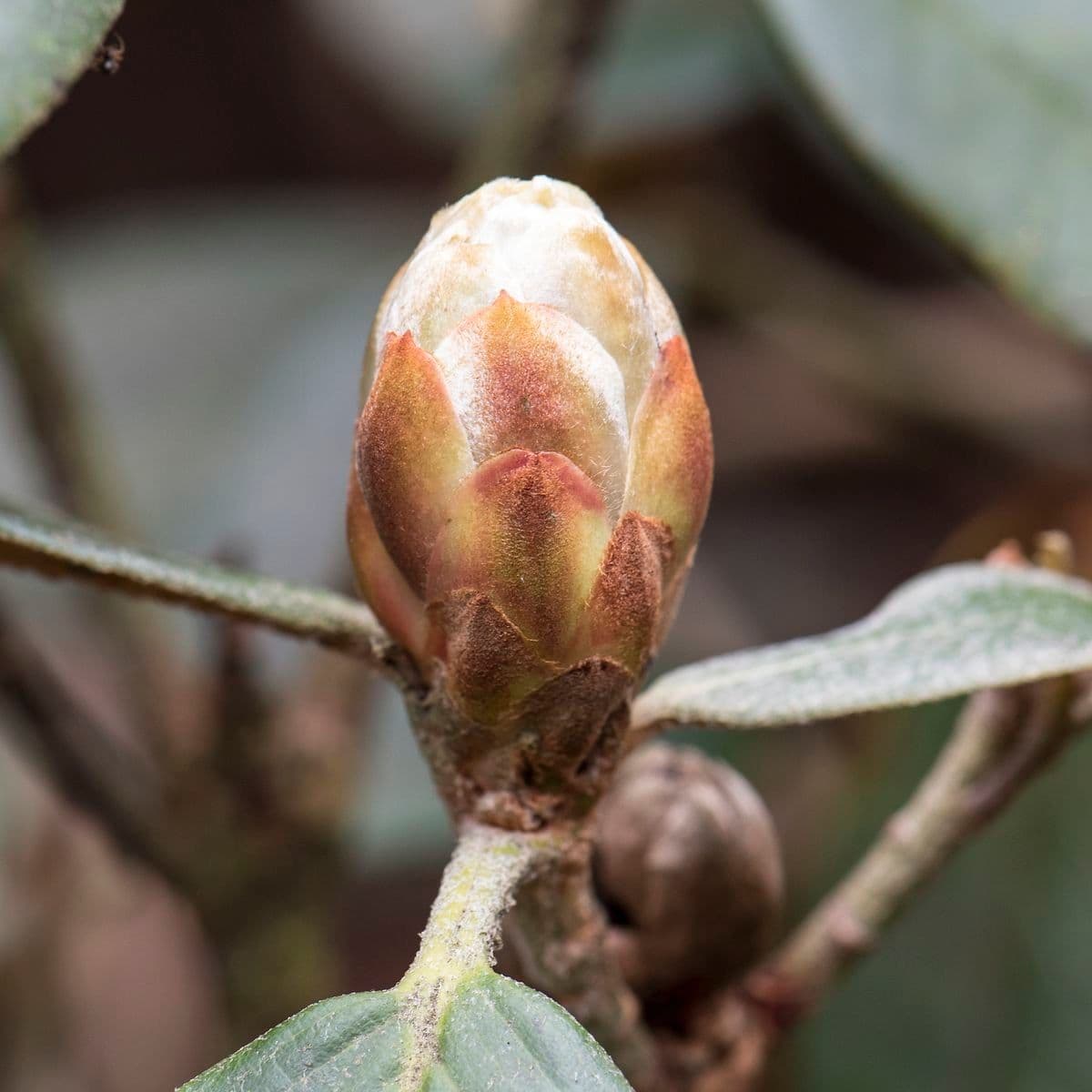 Rododendron 12