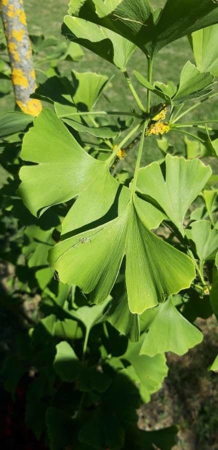 Ginkgo 20