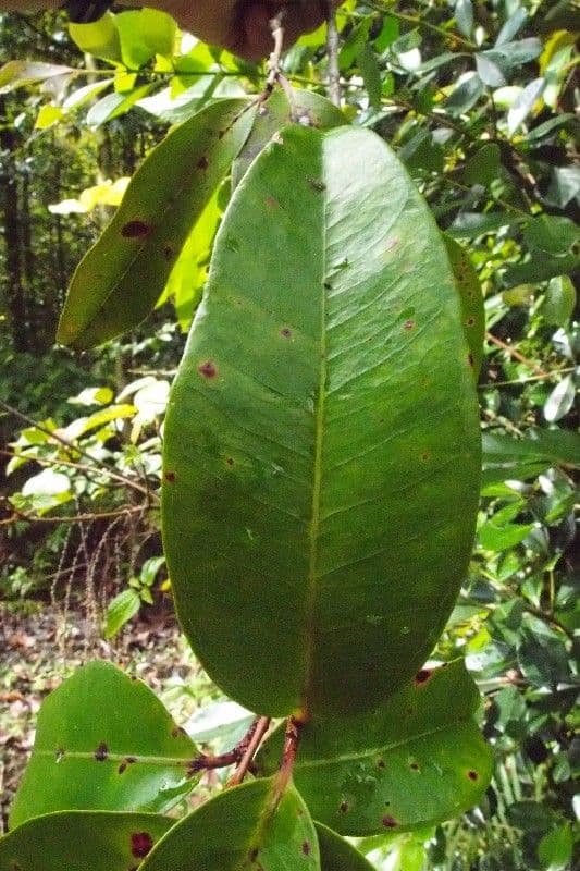 Eugenia 6
