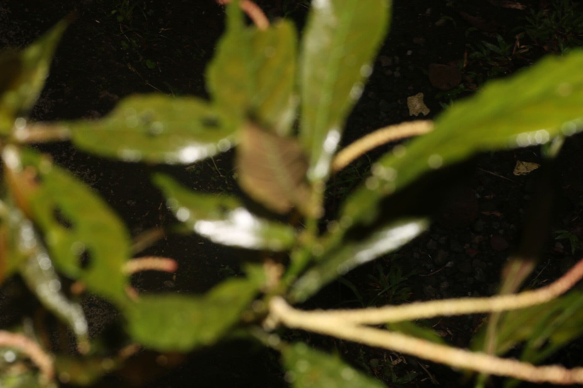 Acalifa 8