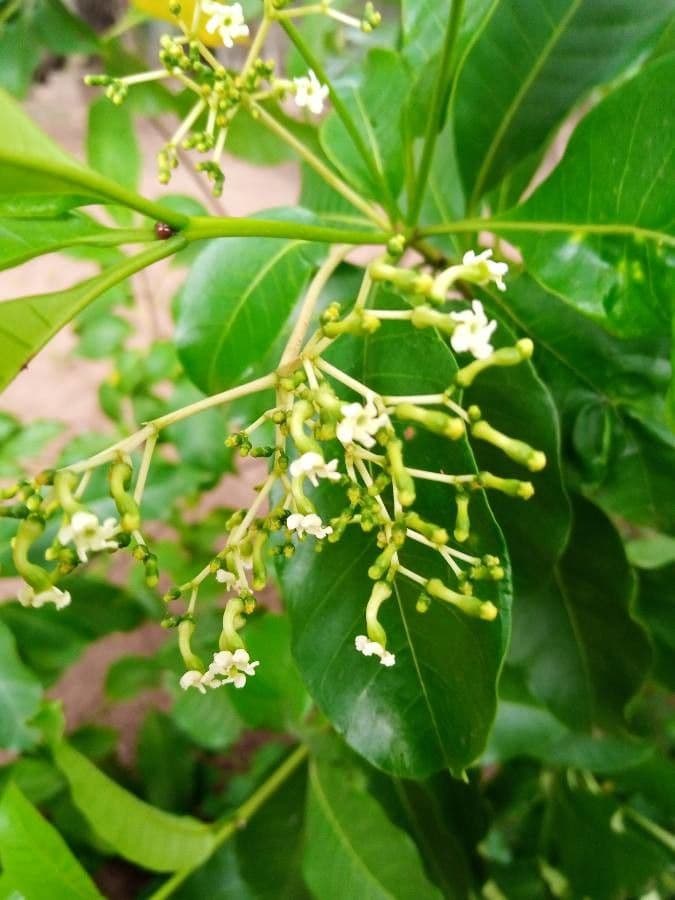 Rauvolfia vomitoria 6