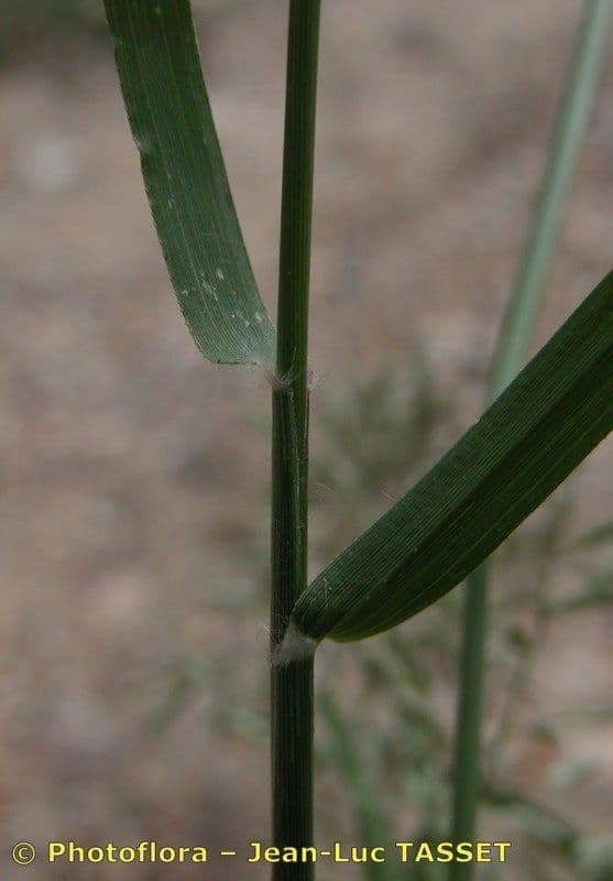 Fienarola minore 21