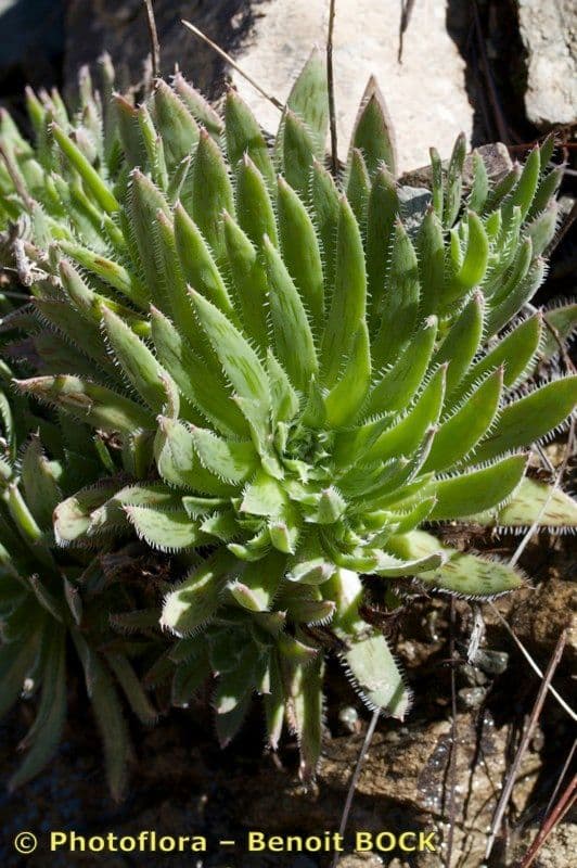 Aeonium simsii 7