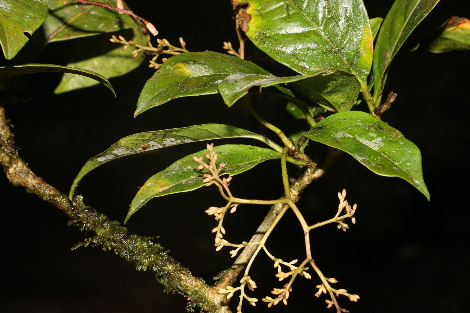 Neea laetevirens 6