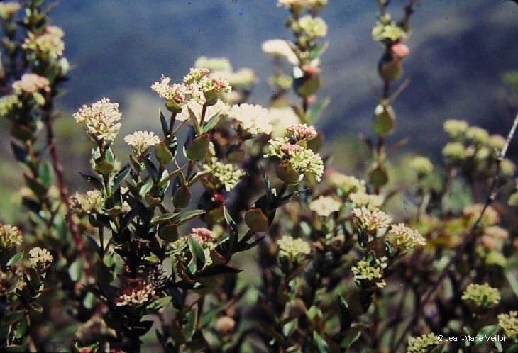 Normandia neocaledonica 9
