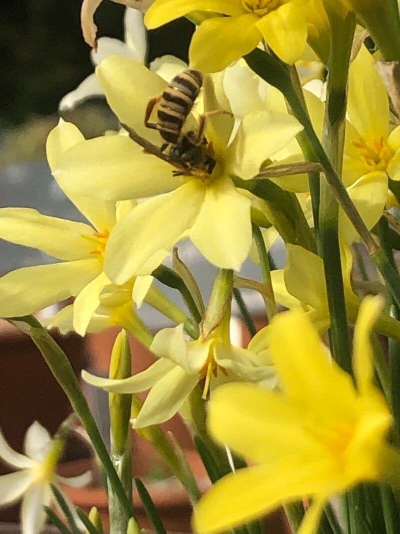 Narciso 4