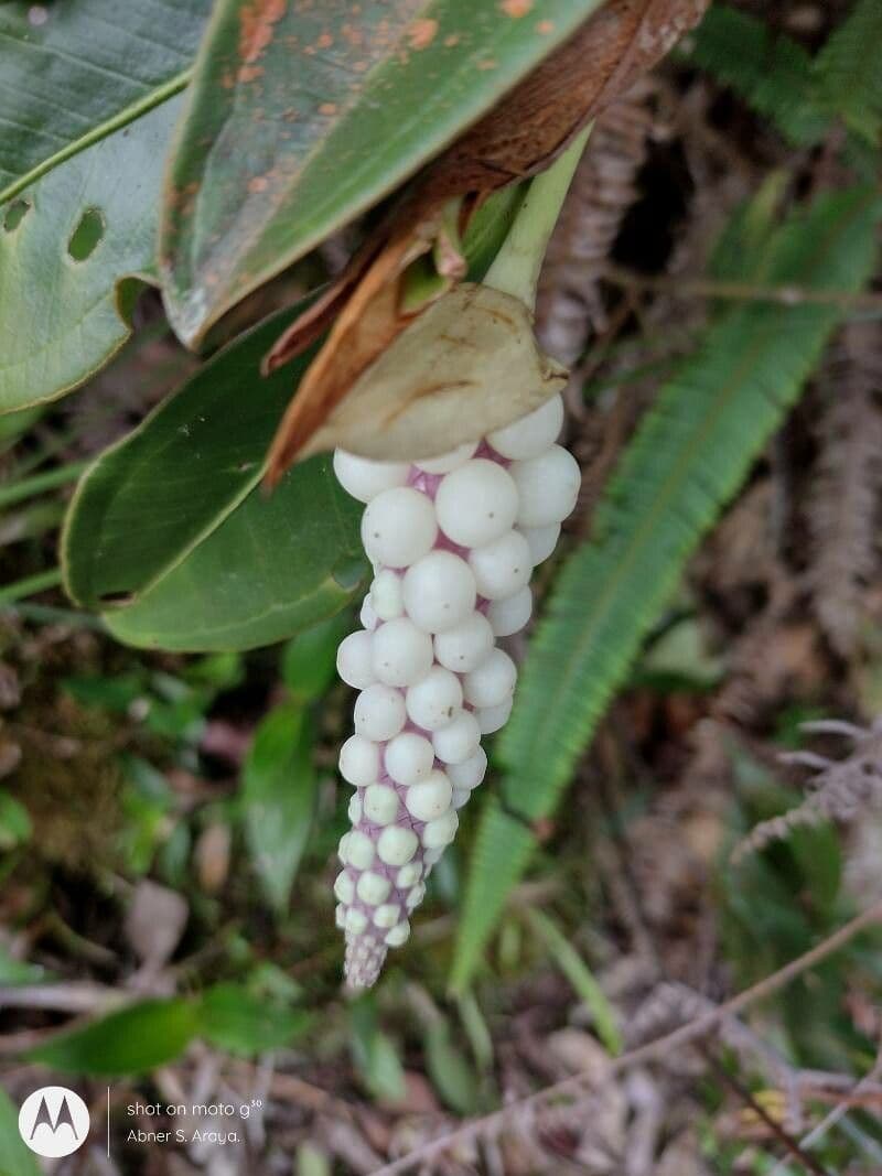 Anthurium 8