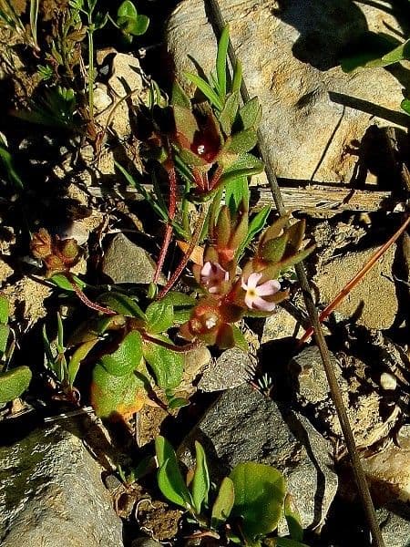 Androsace maxima 14