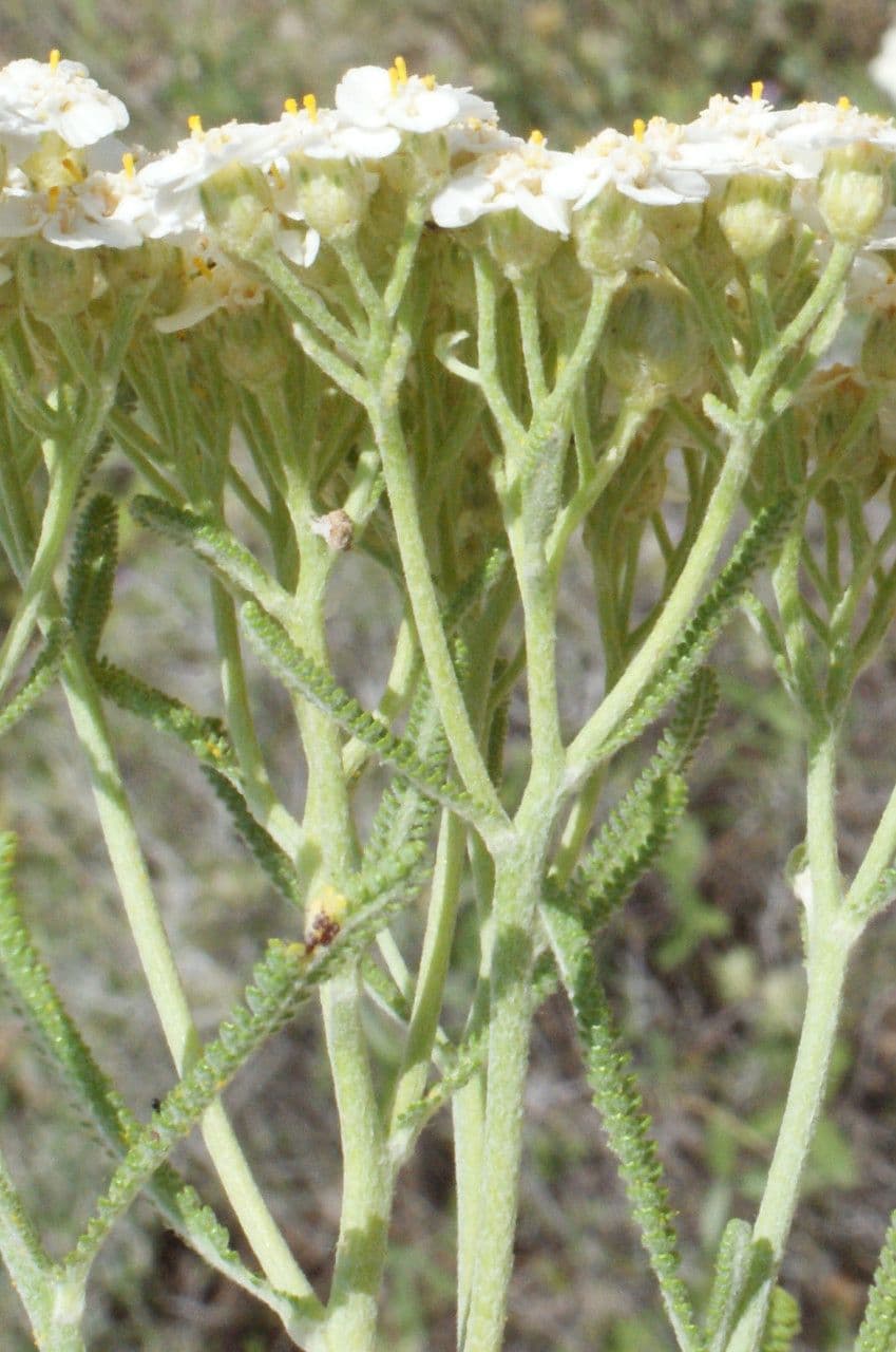 Achillea di Creta 4
