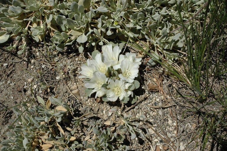 Lewisia 7