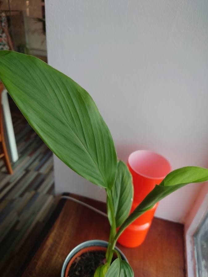 Curcuma 16