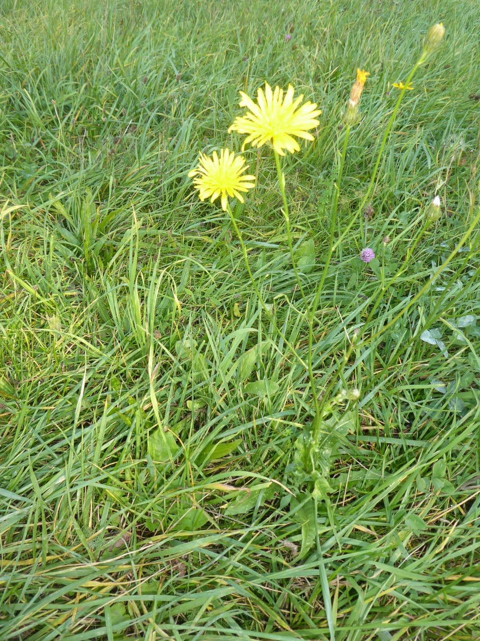 Radicchiella bienne 13