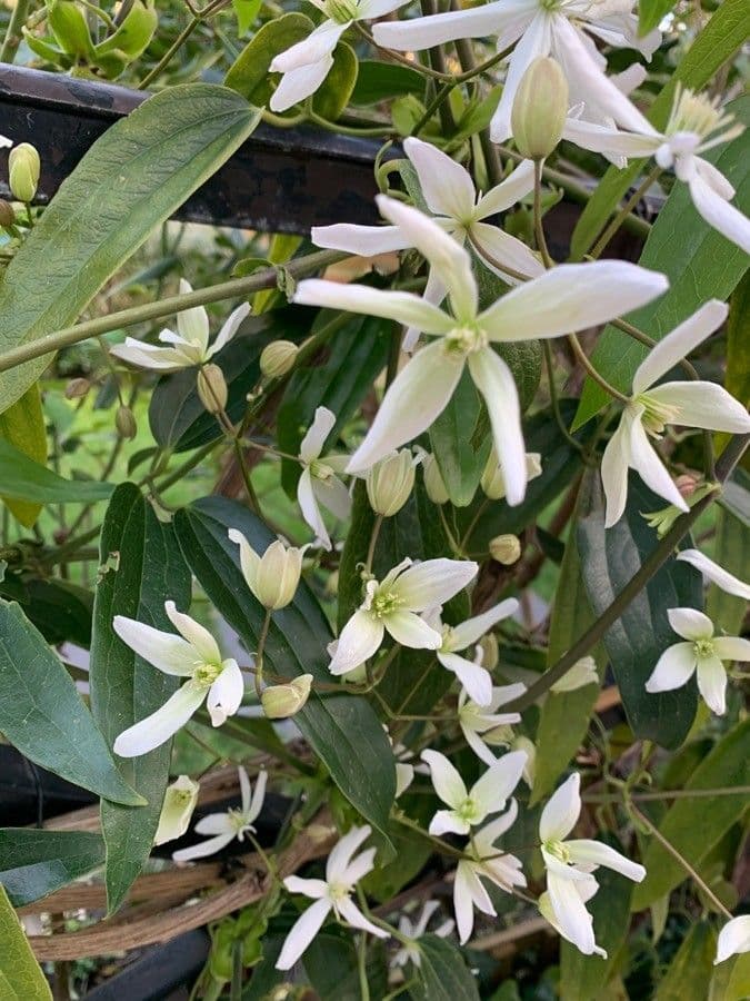 Clematis recta 12