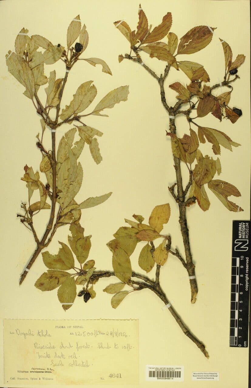 Großblütige Viburnum 13