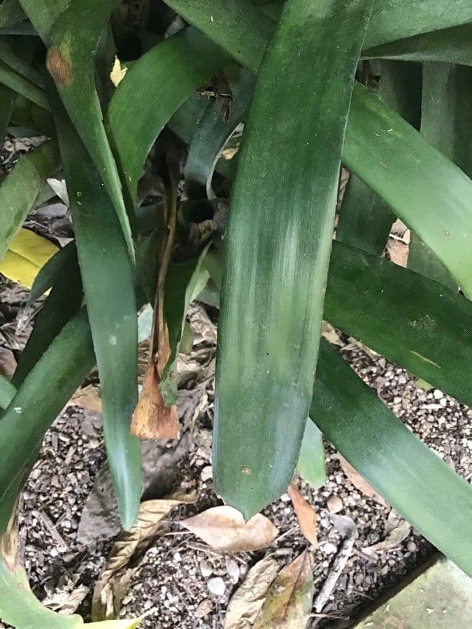 Neoregelia