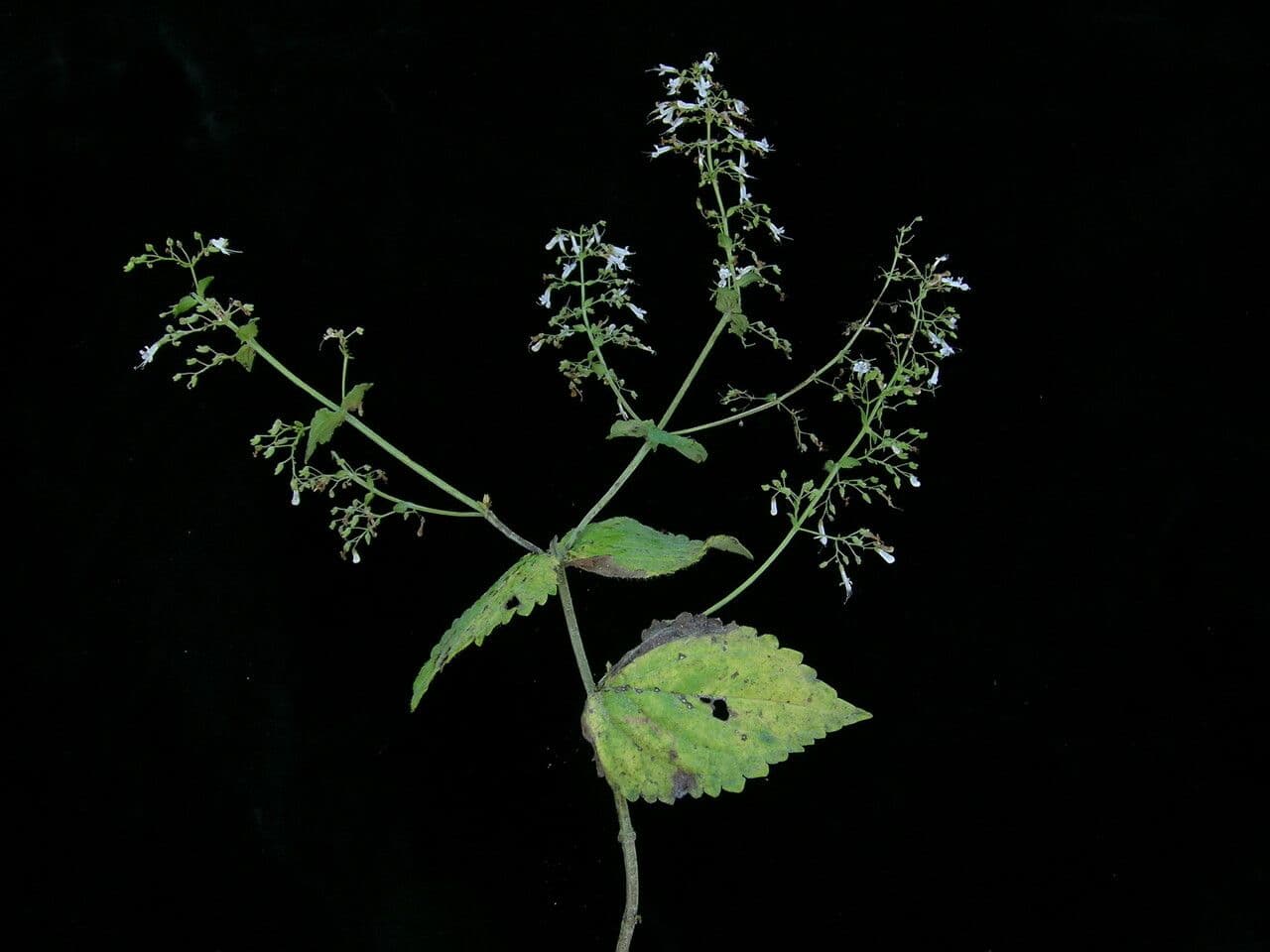 Isodon lophanthoides 5