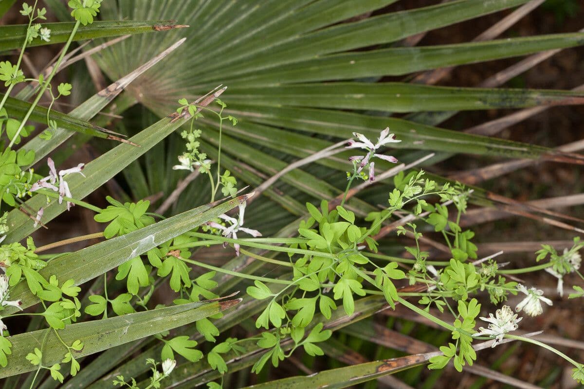 Fumaria bicolore 14