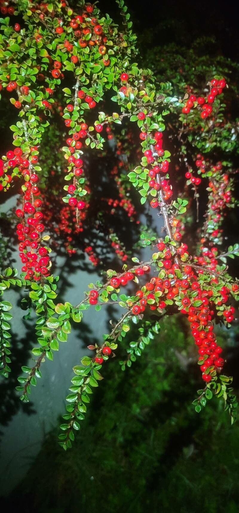 Cotoneaster 3