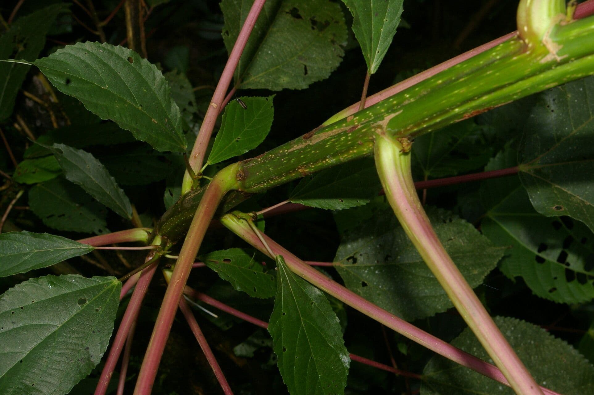 Urera 4