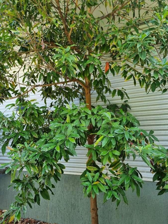 Elaeocarpus reticulatus 25