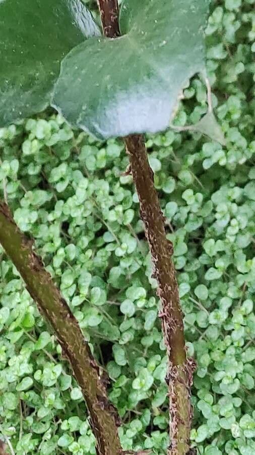 Cyrtomium falcatum 14