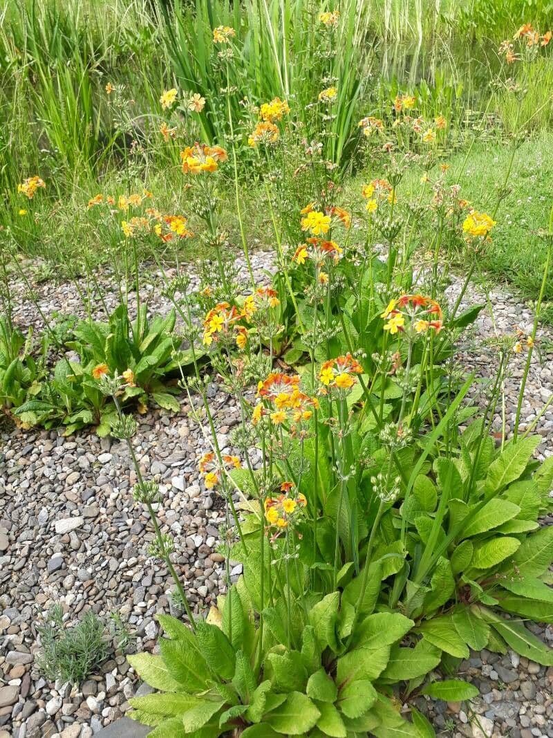 Primula 3