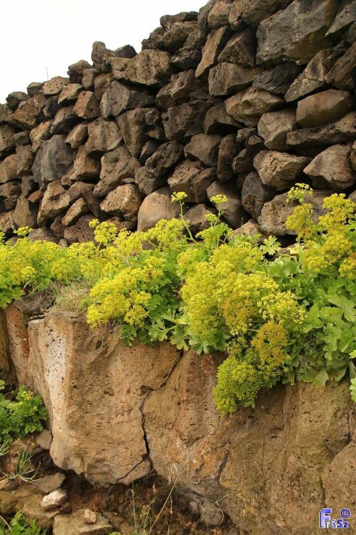 Astydamia 9