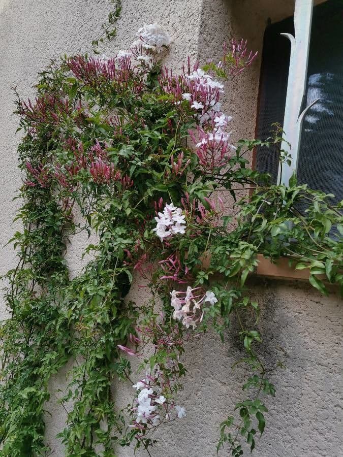 Duftjasmin