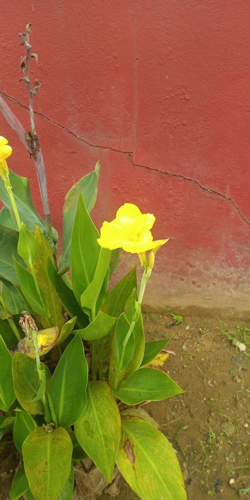Schlaffe Canna 4