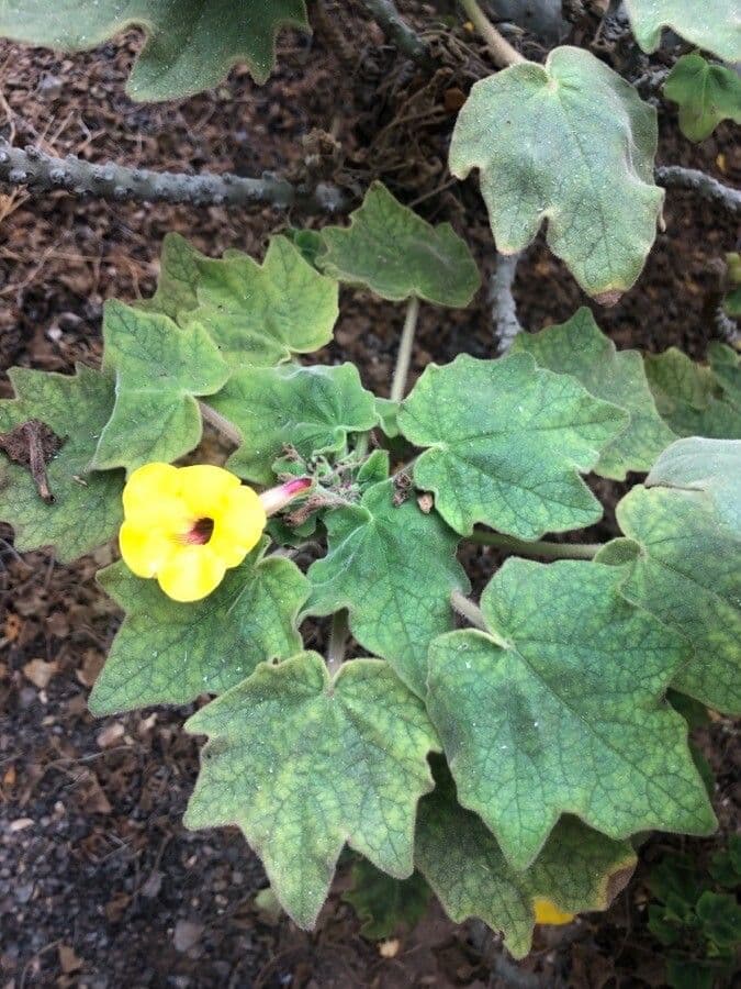 Uncarina 10