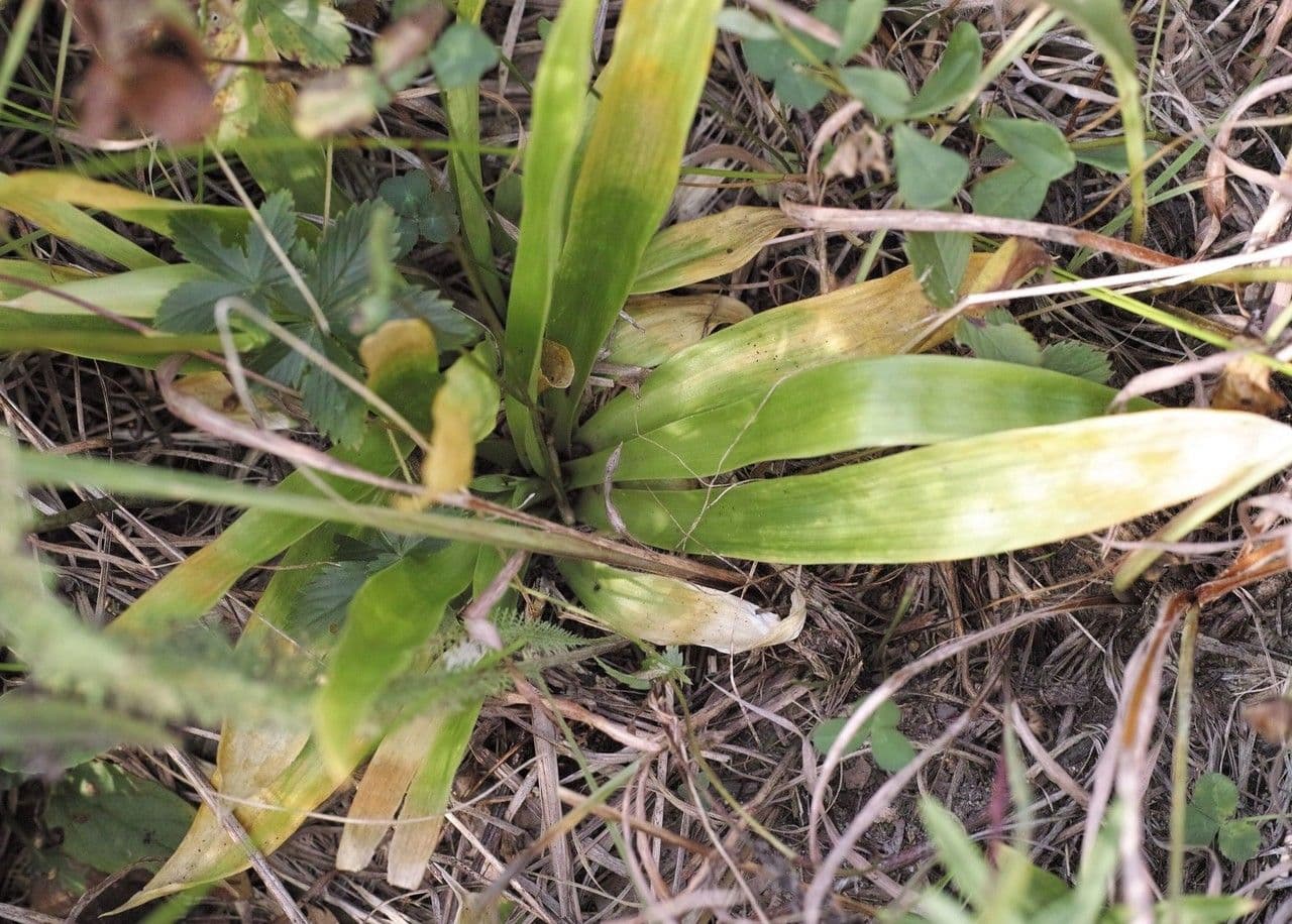 Aletris farinosa 9