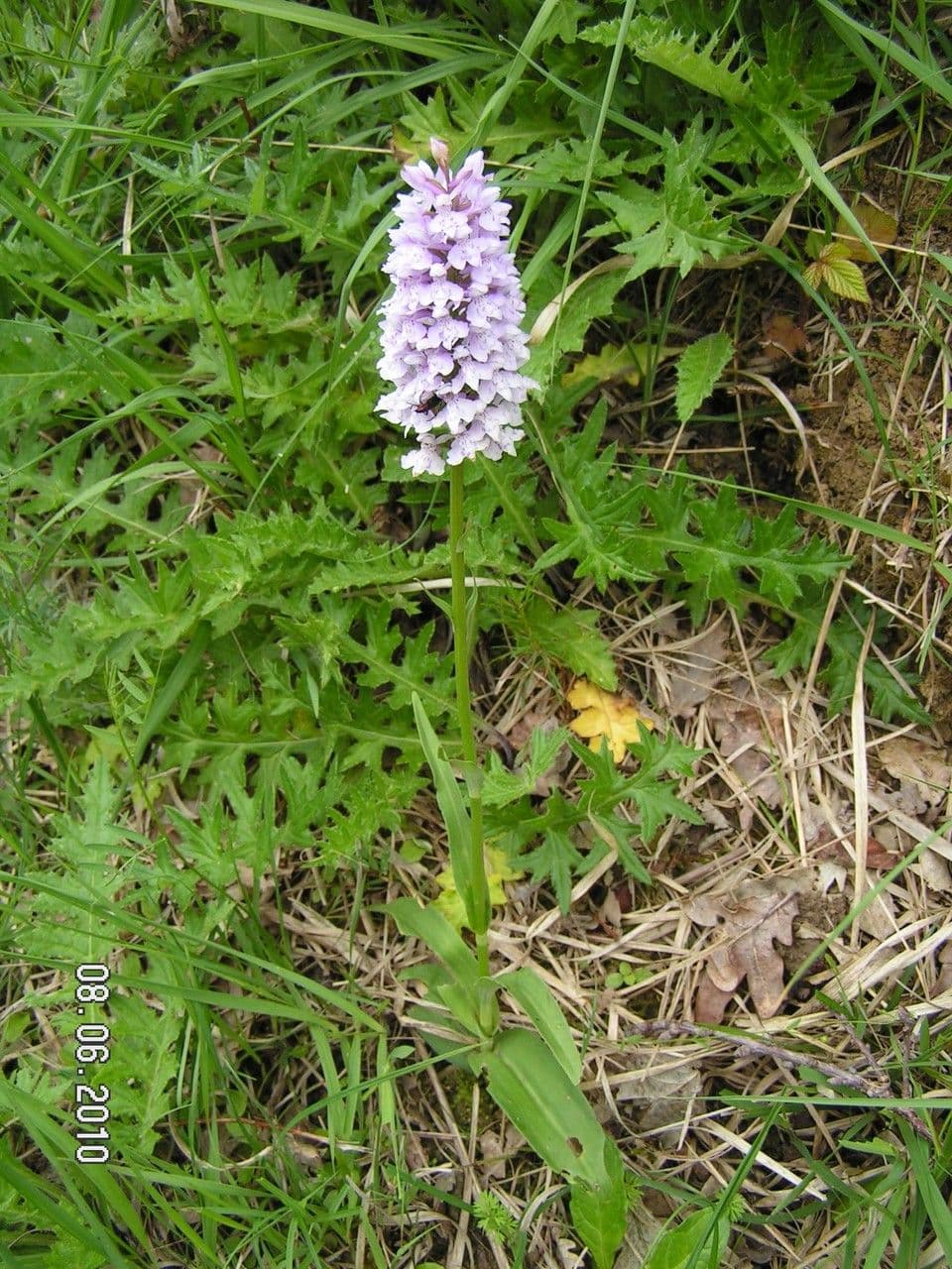 Orchidea di Fuchs 12