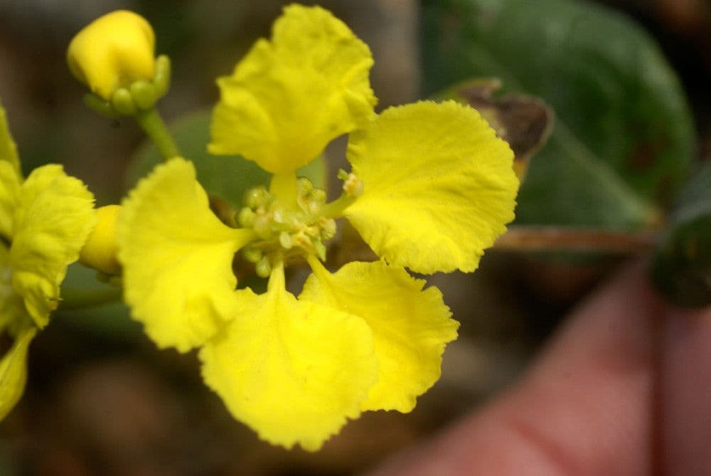 Stigmaphyllon 6