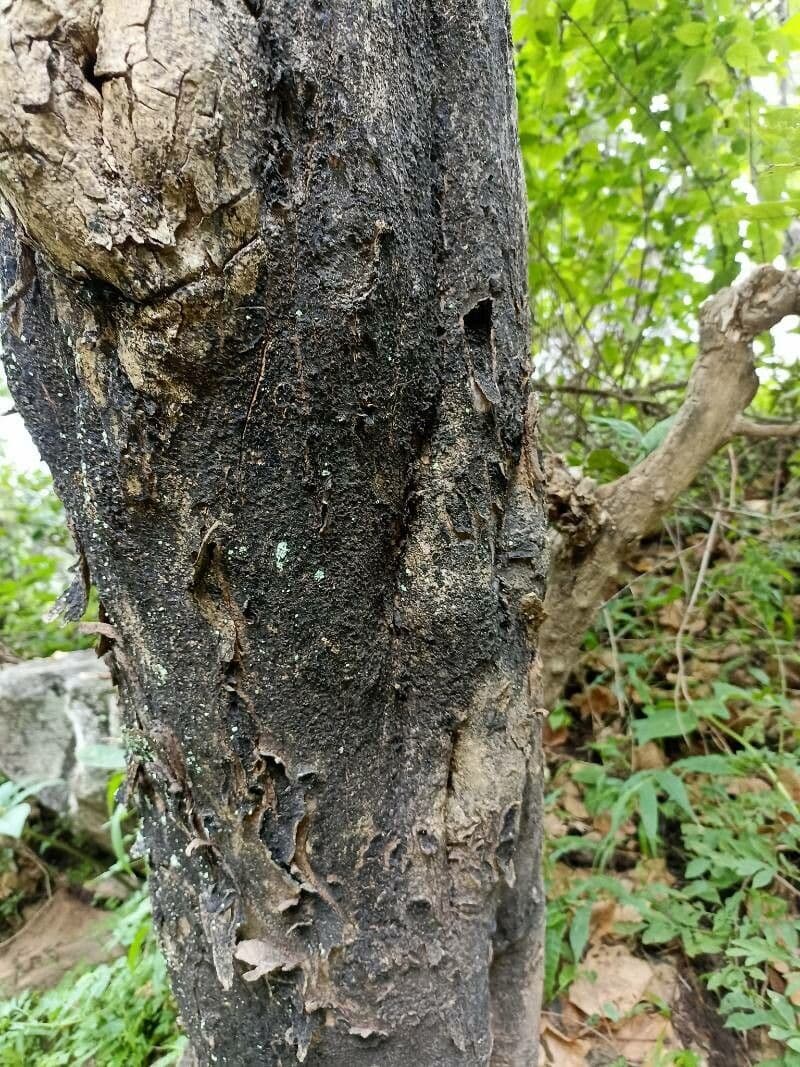 Wrightia 14
