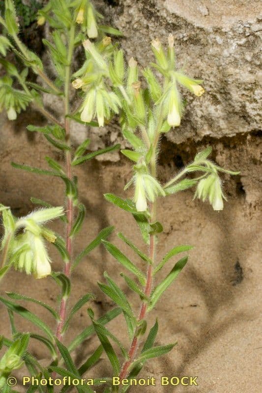 Onosma 24