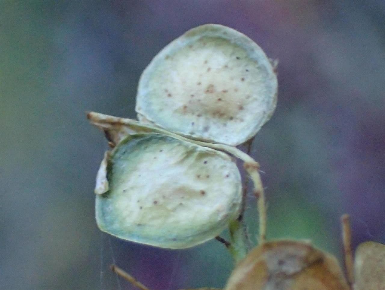 Biscutella