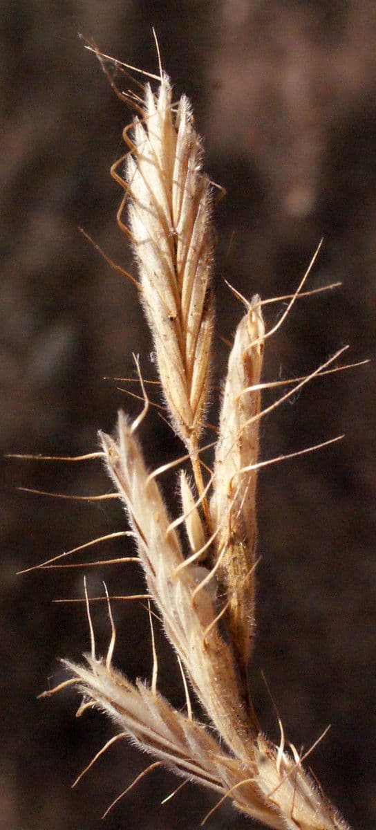 Bromus squarrosus 3