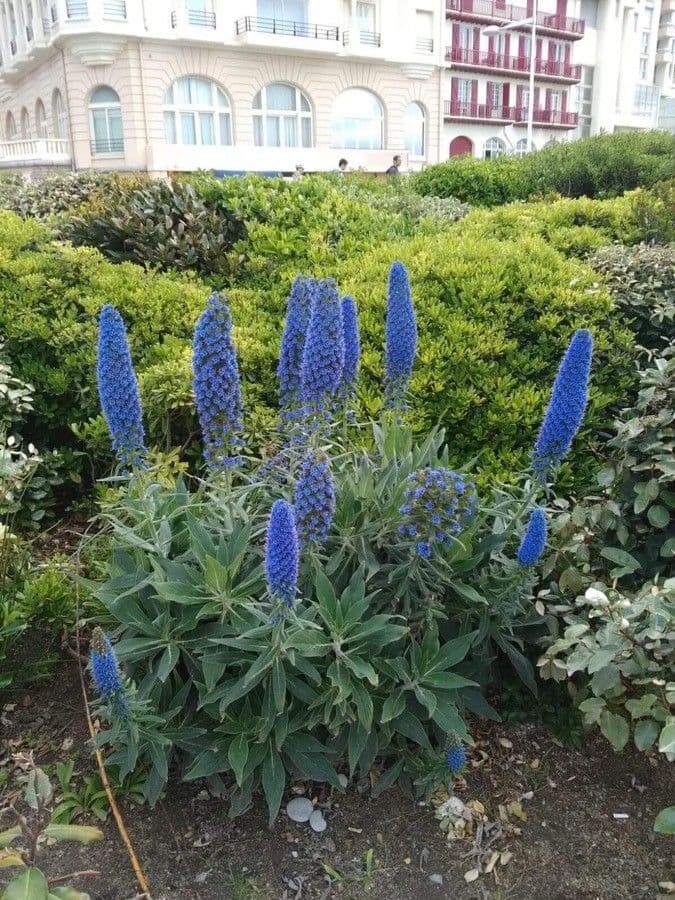 Echium di Madeira 17