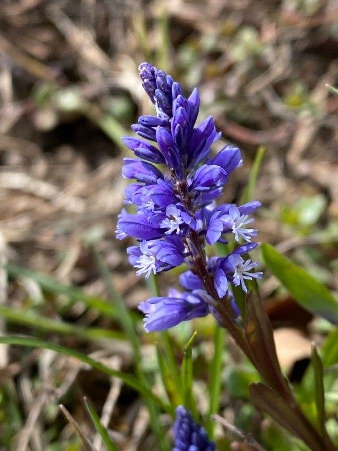 Poligala amara 2