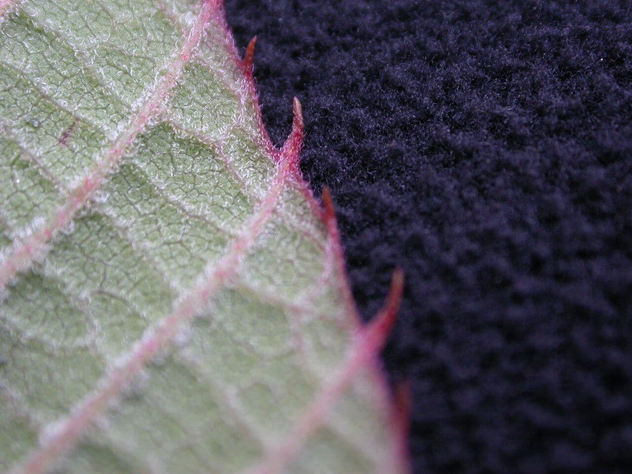 Meliosma 7