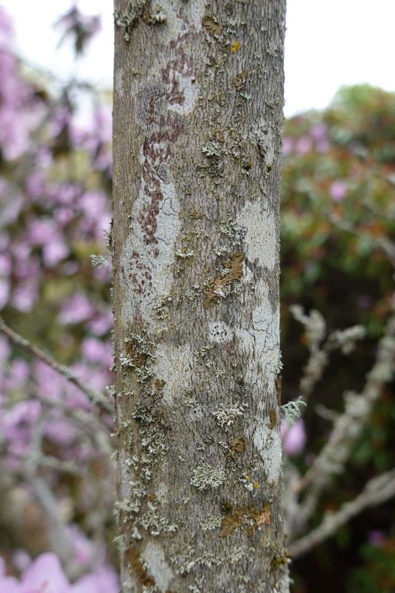 Rododendro 20