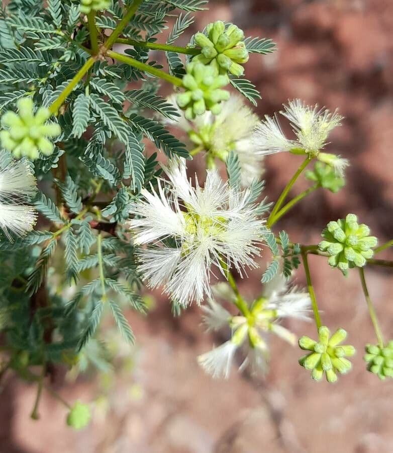 Mimosa 2