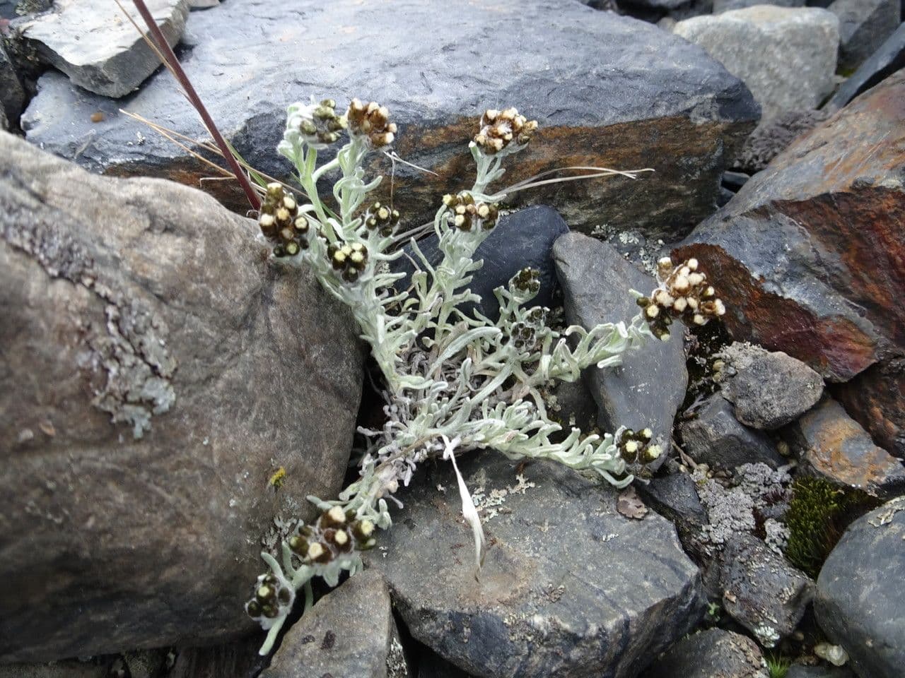 Belloa 2