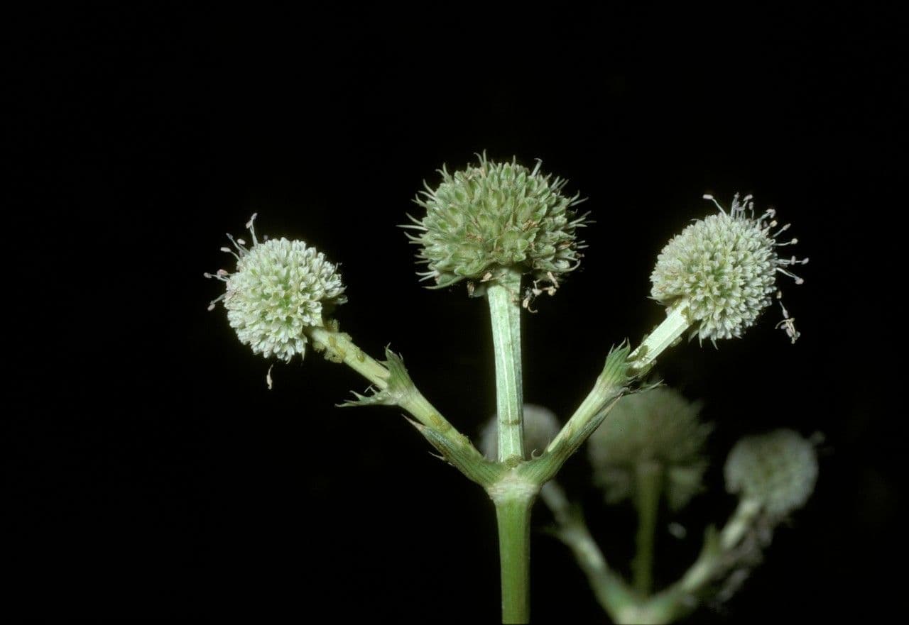 Panicaut paniculé