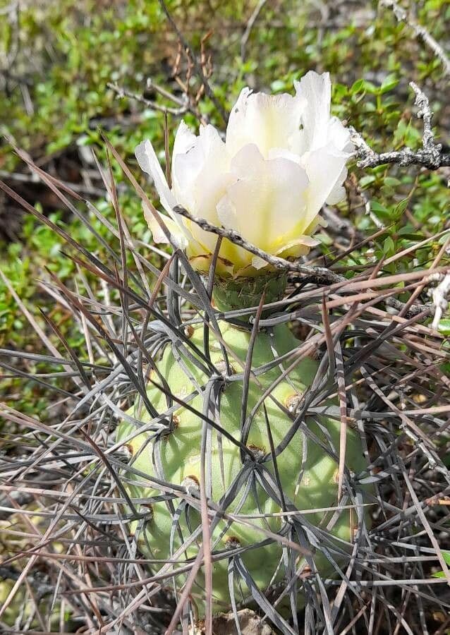 Tephrocactus 4