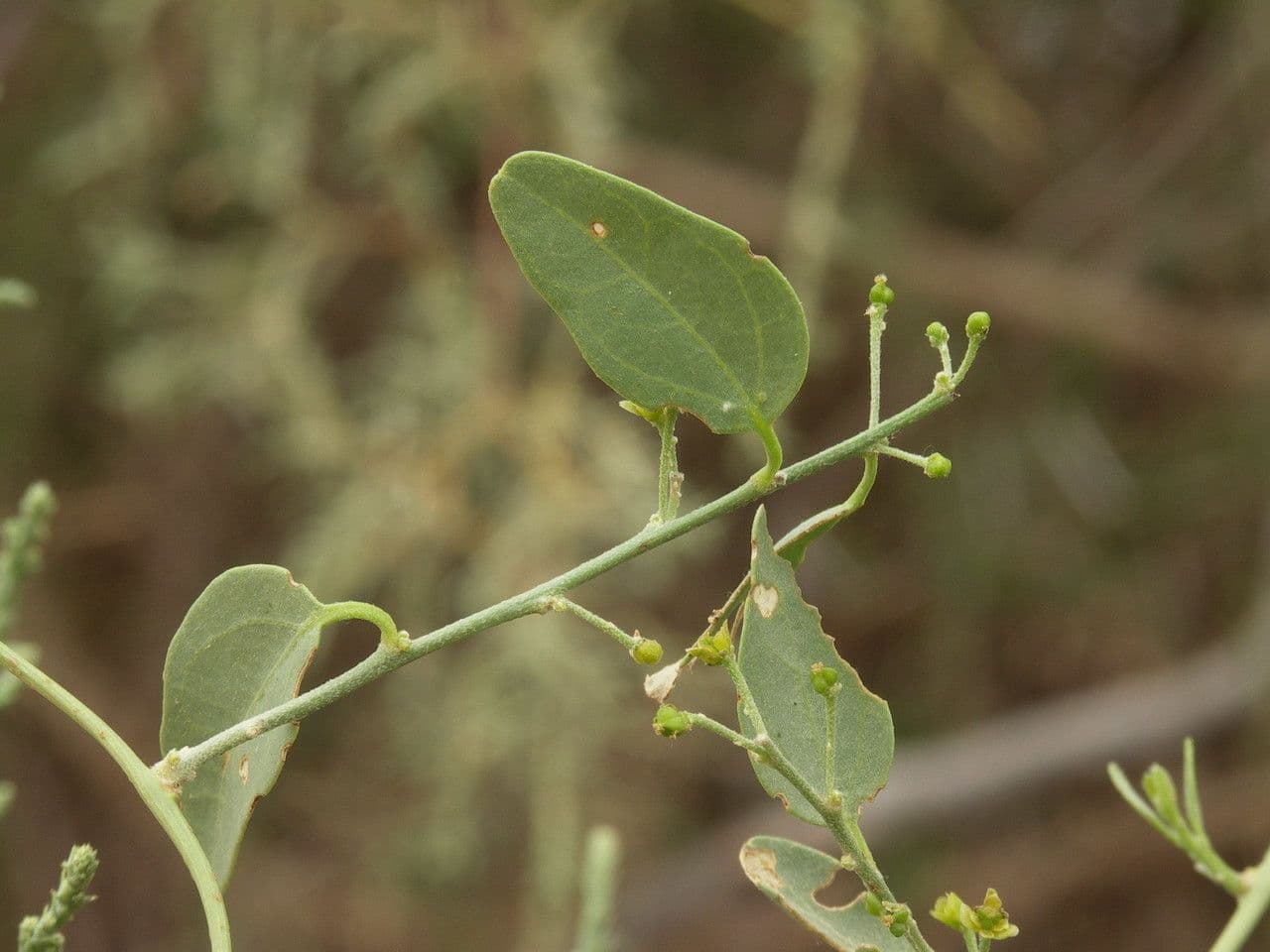 Cocculus 7