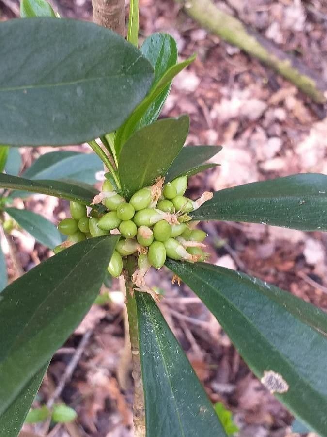 Olivella 3